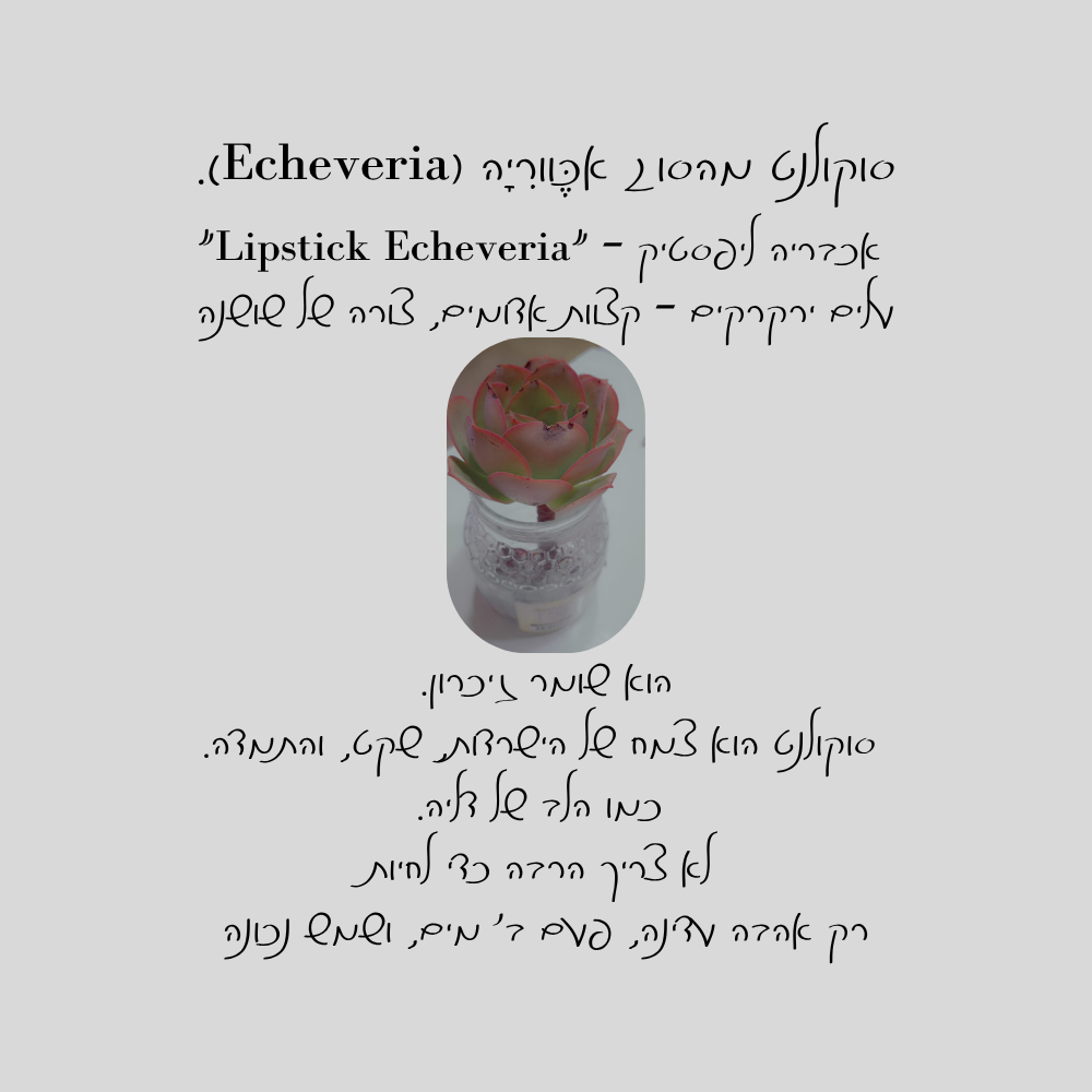 אלירוג, בלוג העציץ של דליה