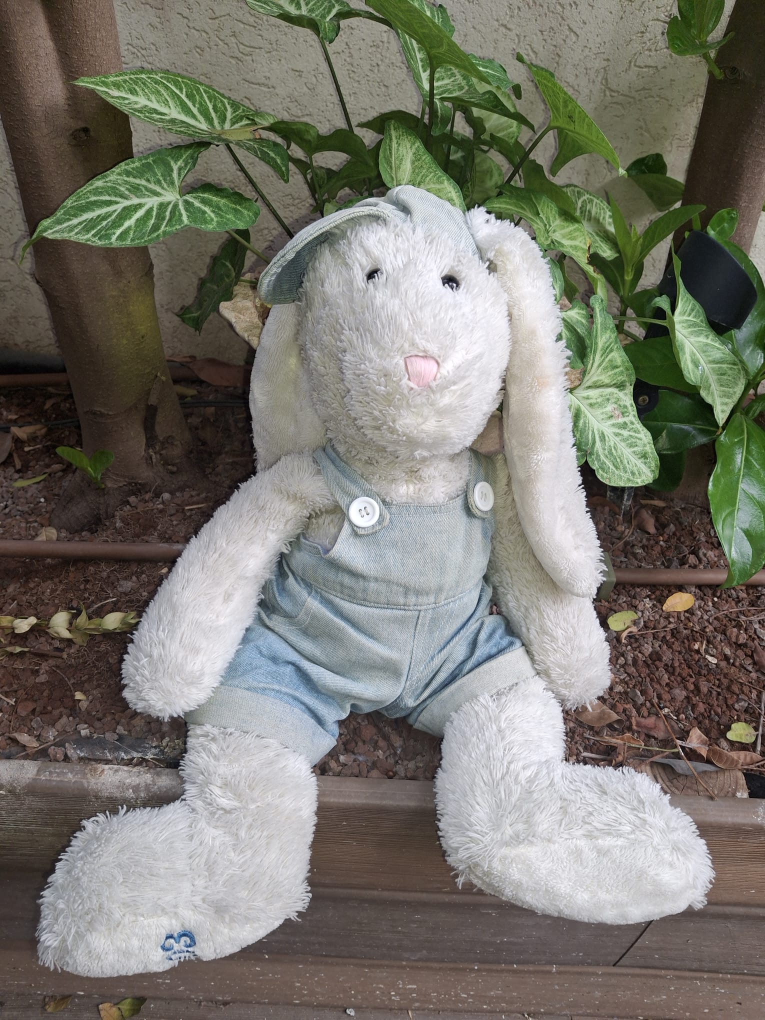 אלירוג, רבי ארנבי